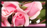 Van Tongeren Bloem-en Woondecorateurs — photo 4