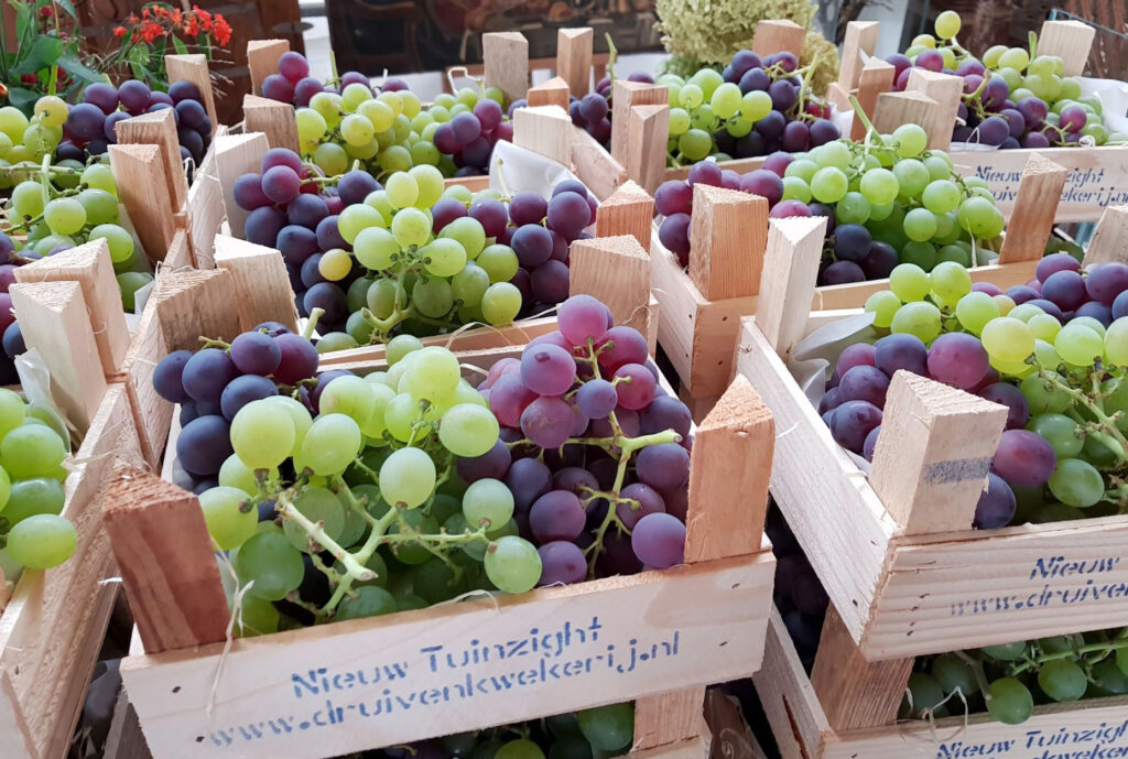 Druivenkwekerij Nieuw Tuinzight — photo 3