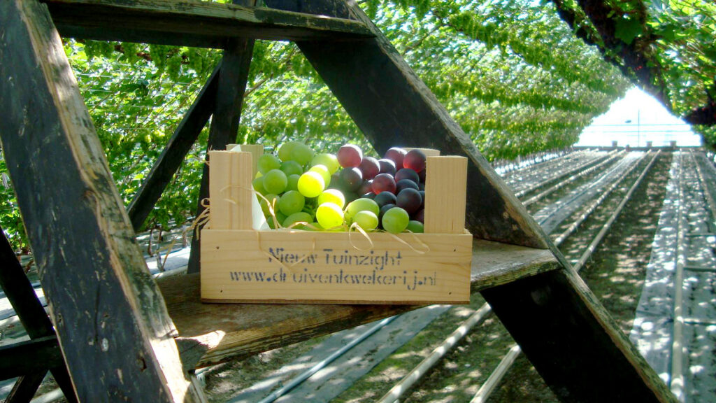 Druivenkwekerij Nieuw Tuinzight — photo 5