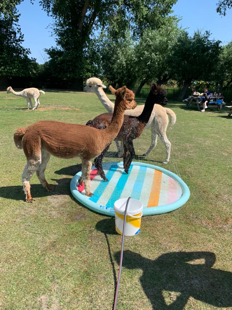 Alpaca Zeeland