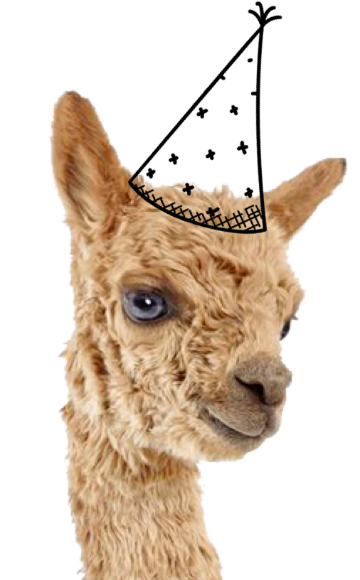 Alpaca Zeeland — photo 2