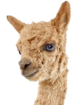 Alpaca Zeeland — photo 3