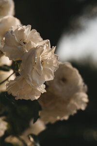 Twenty Twelve Photography — photo 3