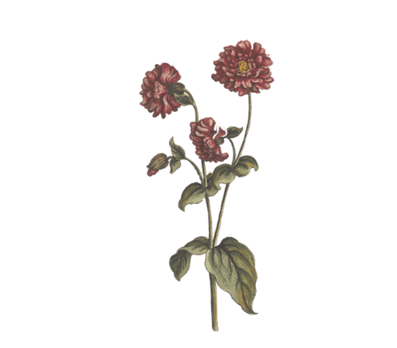 Verweij Bloemen