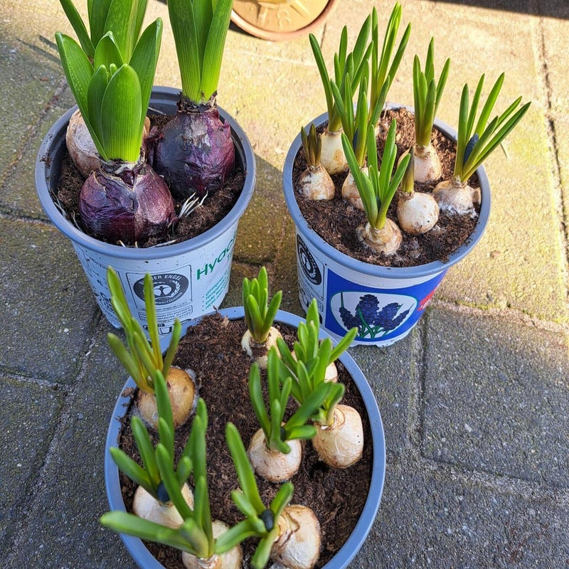 DFM bloemen — photo 5
