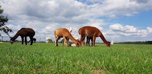 Zonneveld Alpacas — photo 2