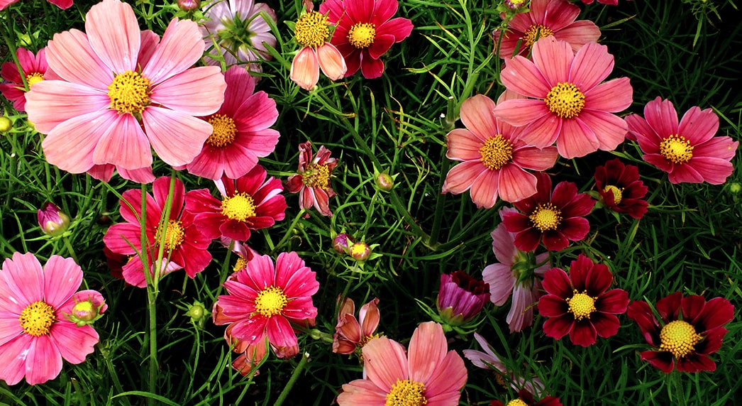 Prachtig Flower Art — photo 3