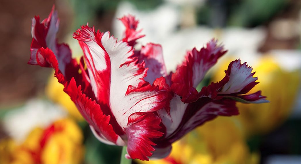 Prachtig Flower Art — photo 5