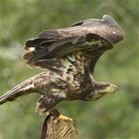 De Valk Roofvogels — photo 4