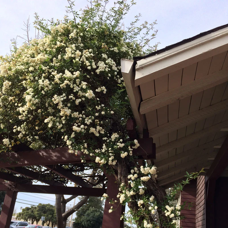 San Jose Clubhouse — photo 4