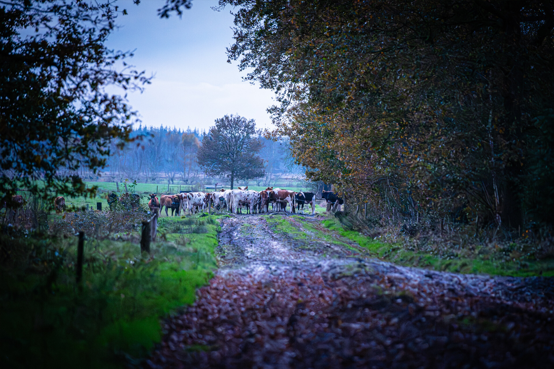 De Jufferen Lunsingh — photo 5