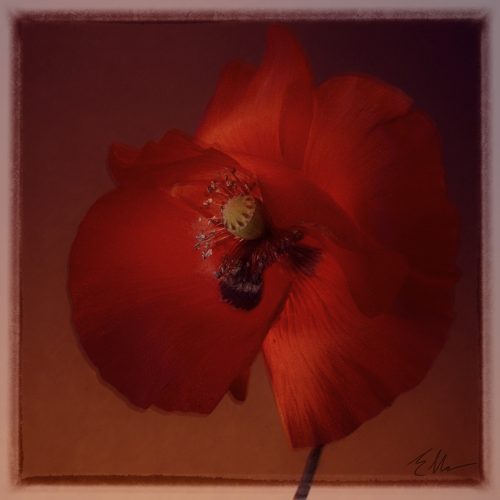 Fotografie Erwin Hartsuiker — photo 5