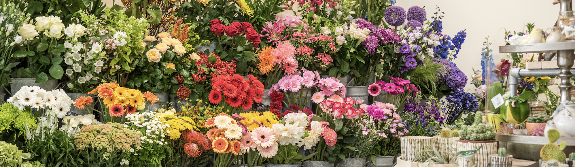 Moois van Bloemen — photo 2