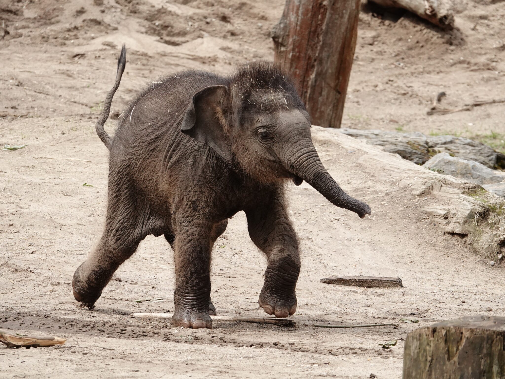 Dierenpark Amersfoort — photo 4