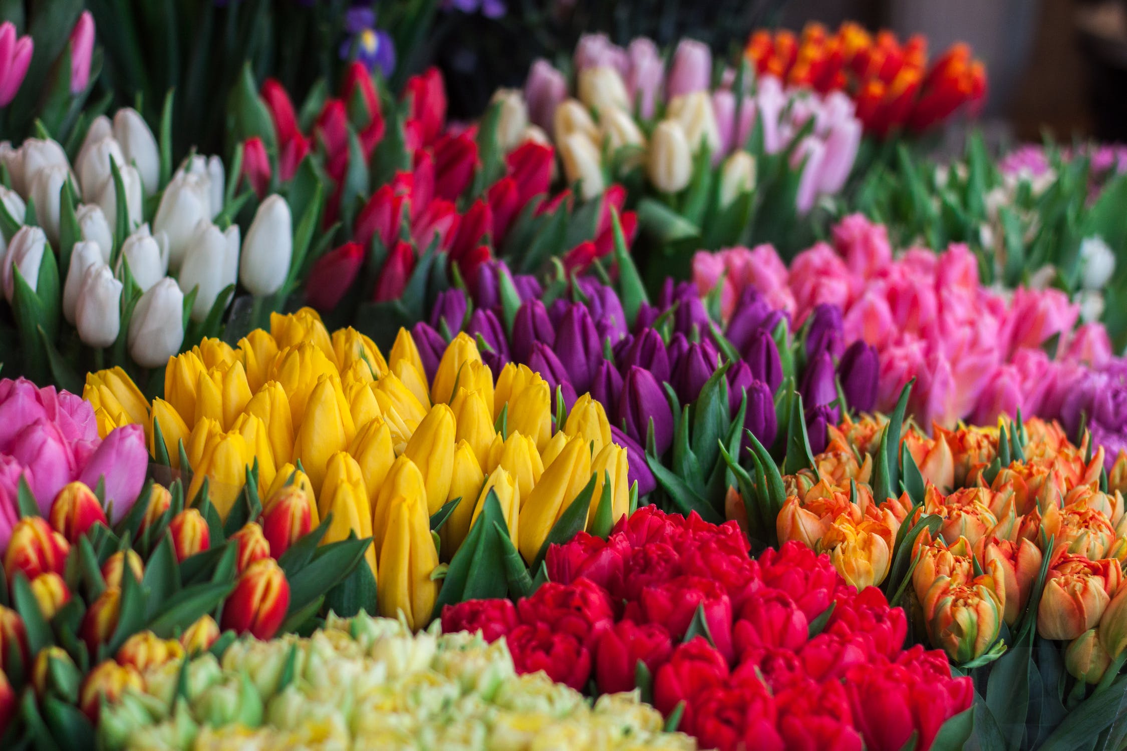Gerard's Bloemenkas — foto 4