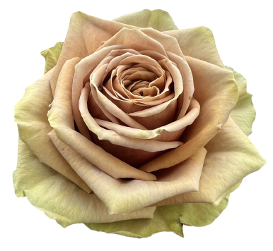 VIP Roses — photo 4
