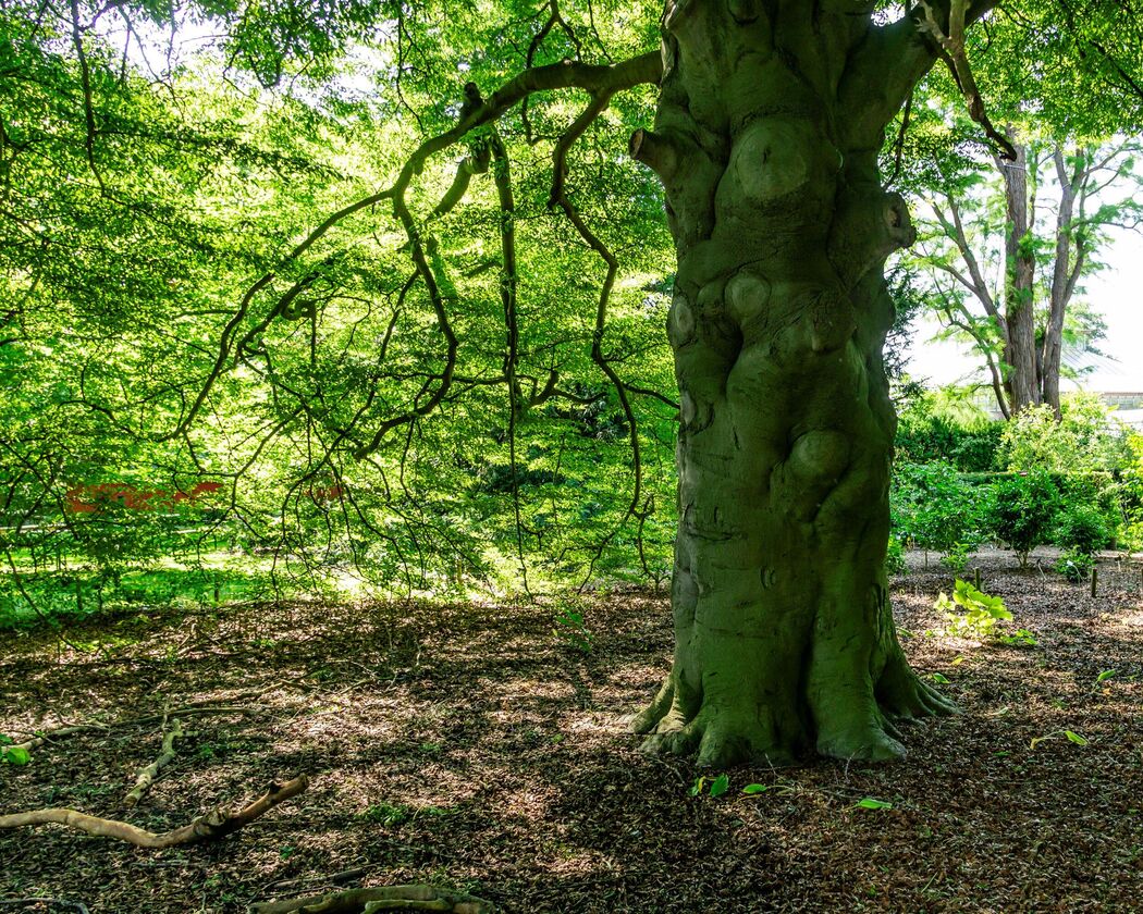 Botanic Garden — photo 2