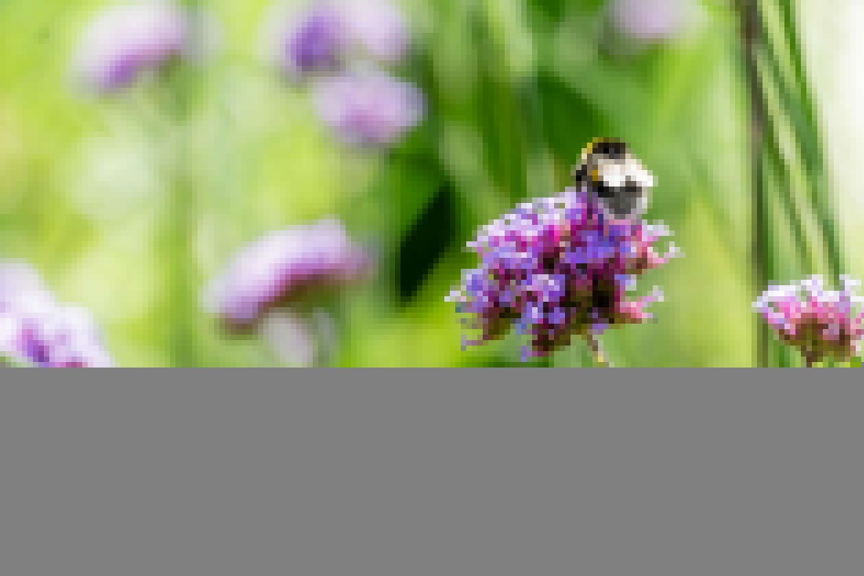 Botanic Garden — photo 4