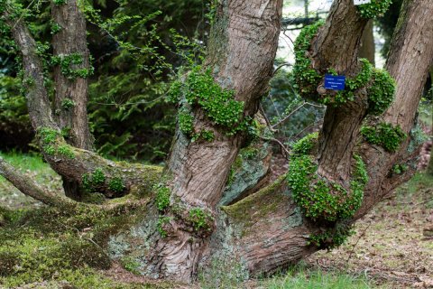 Von Gimborn Arboretum — photo 5