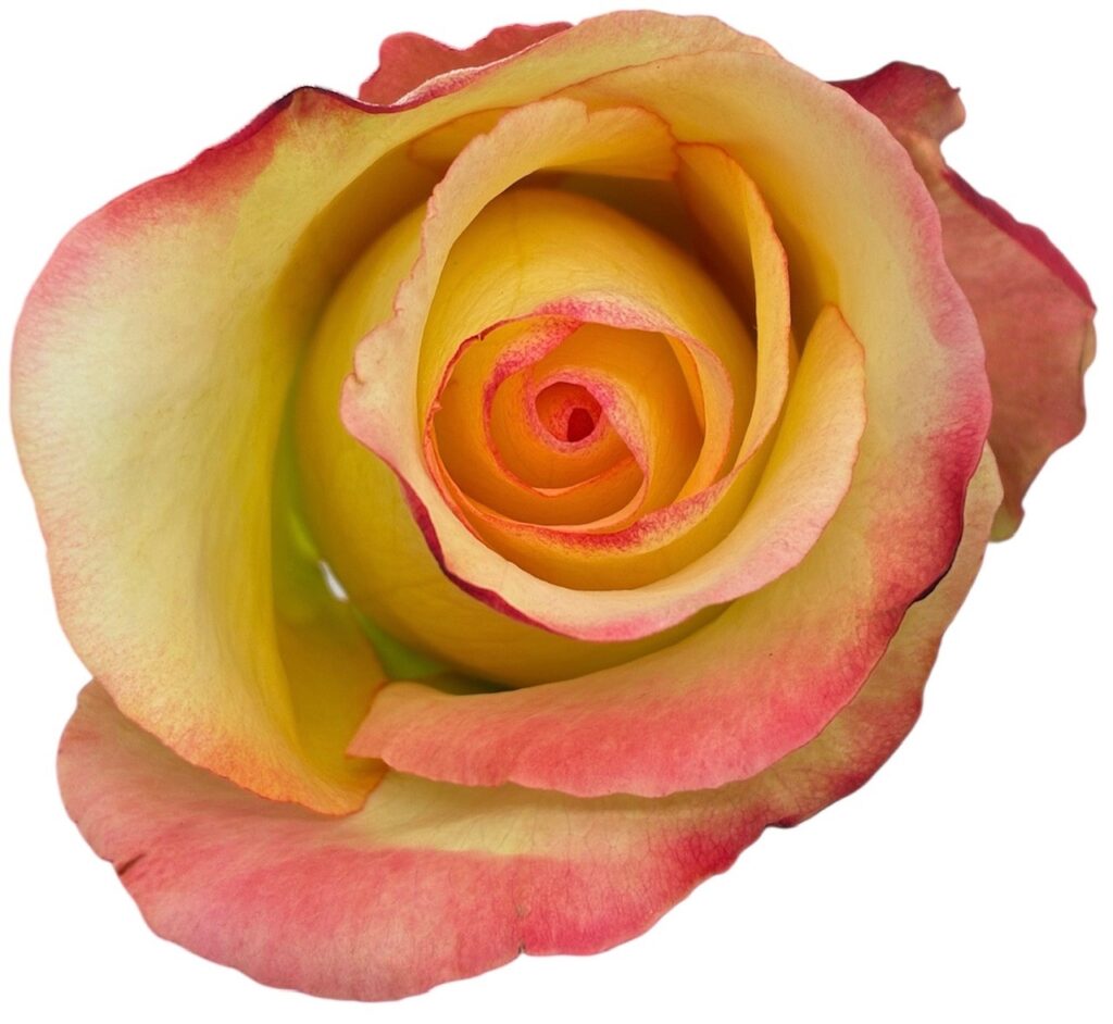 Van Der Deijl Roses — photo 2