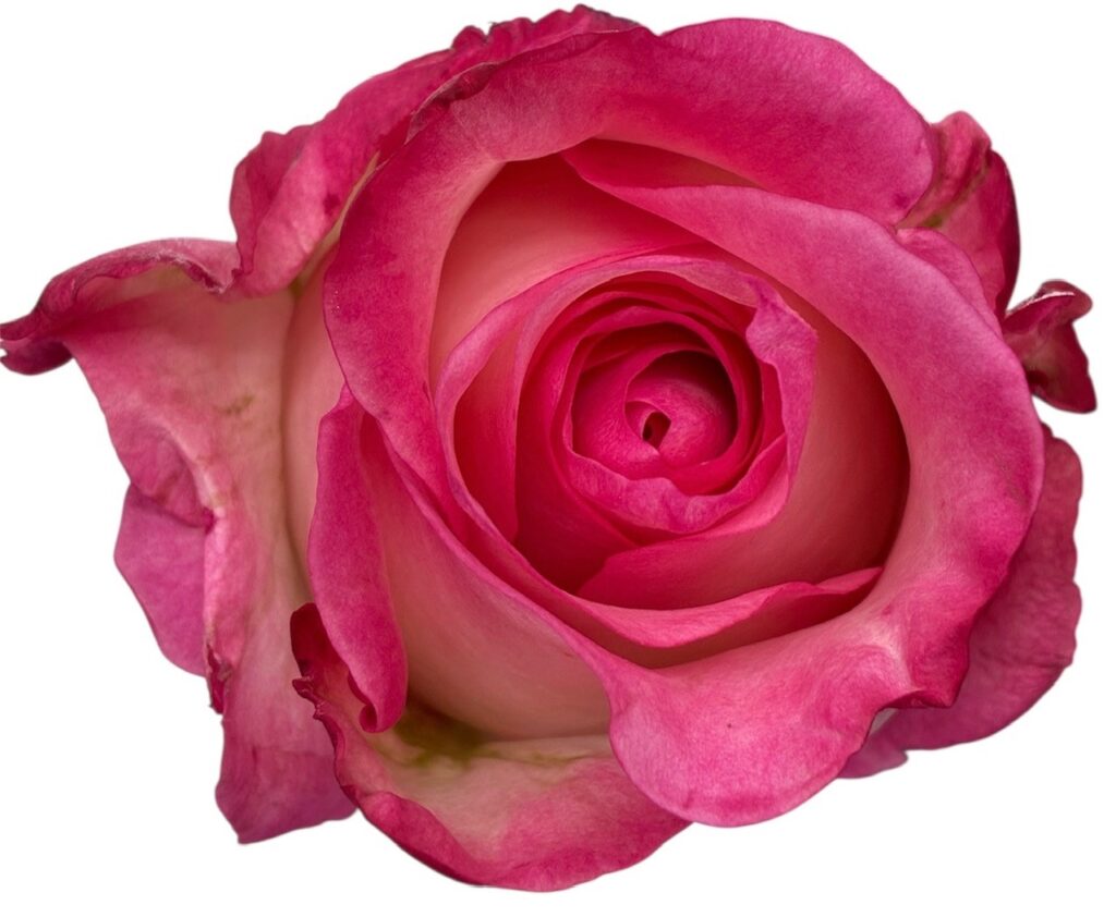 Van Der Deijl Roses — photo 3