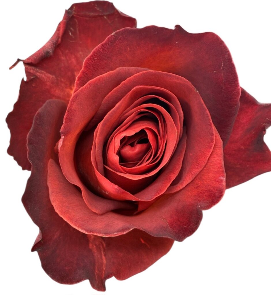 Van Der Deijl Roses — photo 4