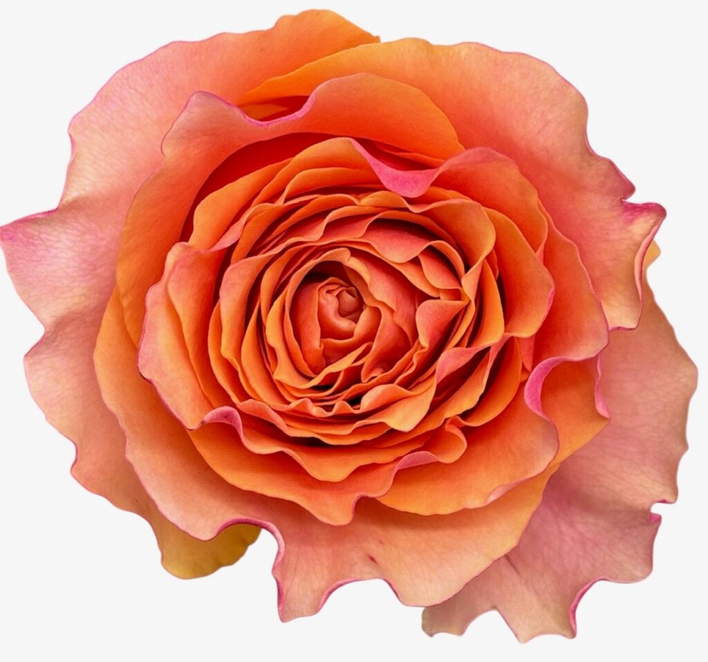 Van Der Deijl Roses — photo 5