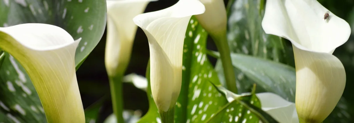 Bloemenatelier La Fine Fleur — photo 2