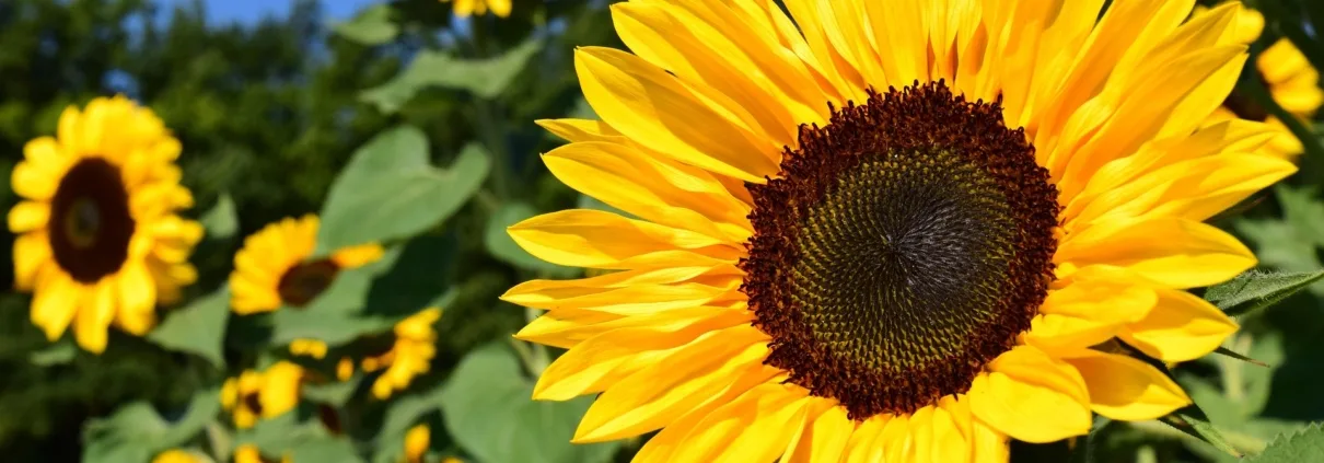 Bloemenatelier La Fine Fleur — photo 4