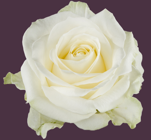 Meijer Roses — photo 2