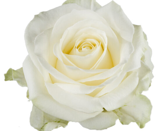 Meijer Roses — photo 3