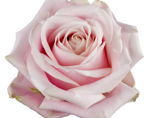 Meijer Roses — photo 4