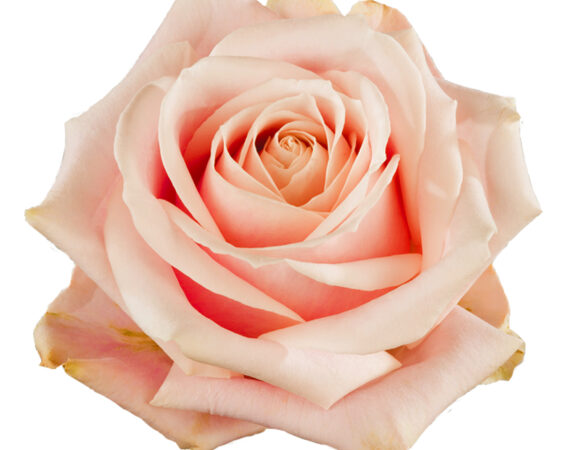 Meijer Roses — photo 5