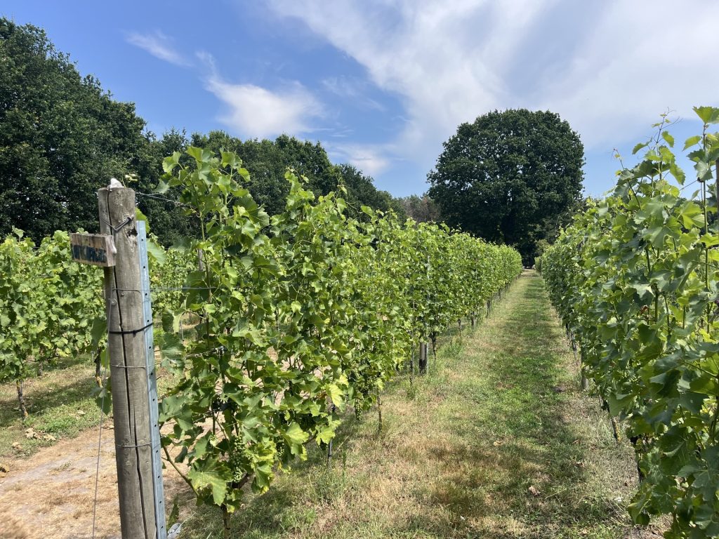 Wijngaard Zonnestraal — photo 4