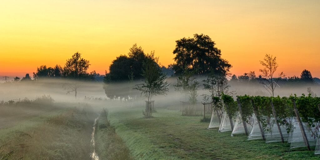 Zorgwijngaard Vinea Cura — foto 3