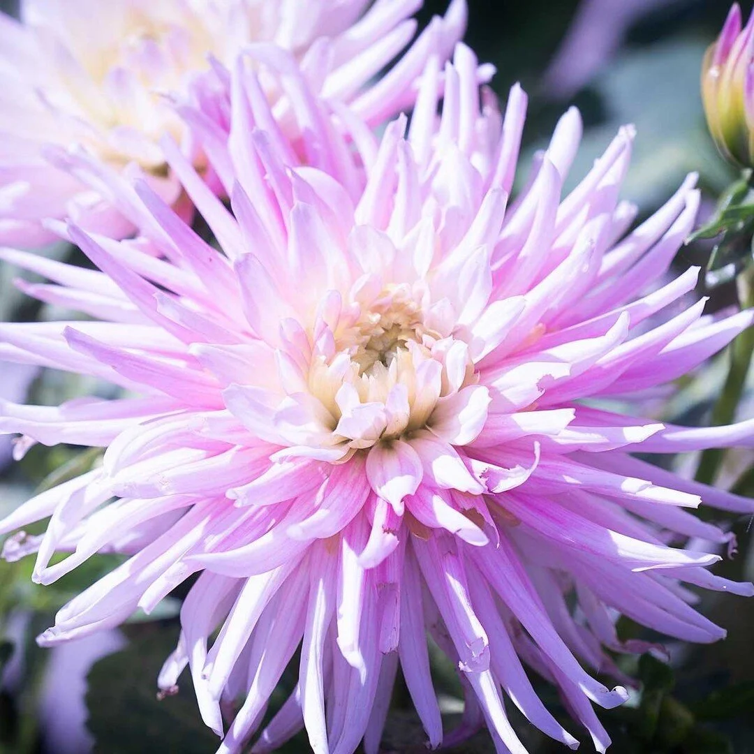 Diana's Bloemen — photo 5