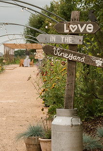 Vineyard Vibes — photo 4
