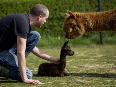 Alpaca Vorstenbosch — photo 4