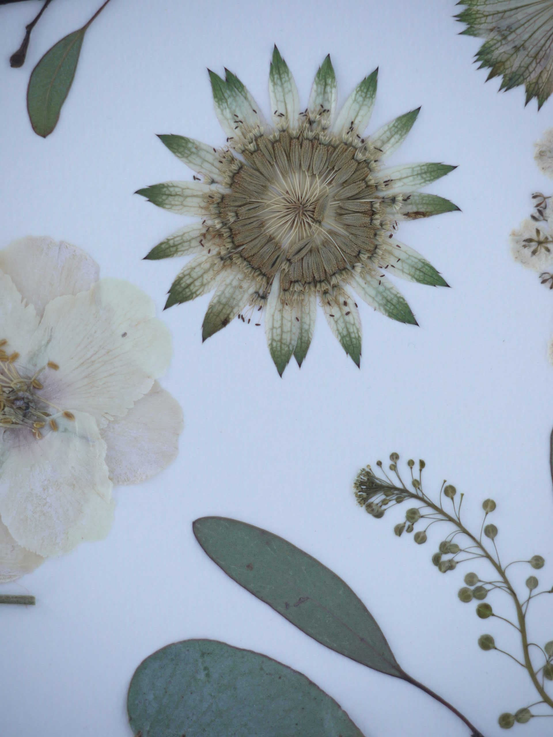 Studio Botanic — photo 4