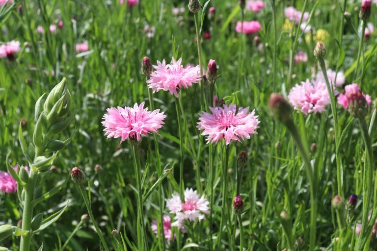 Pluktuin 't Lage Erf — photo 4