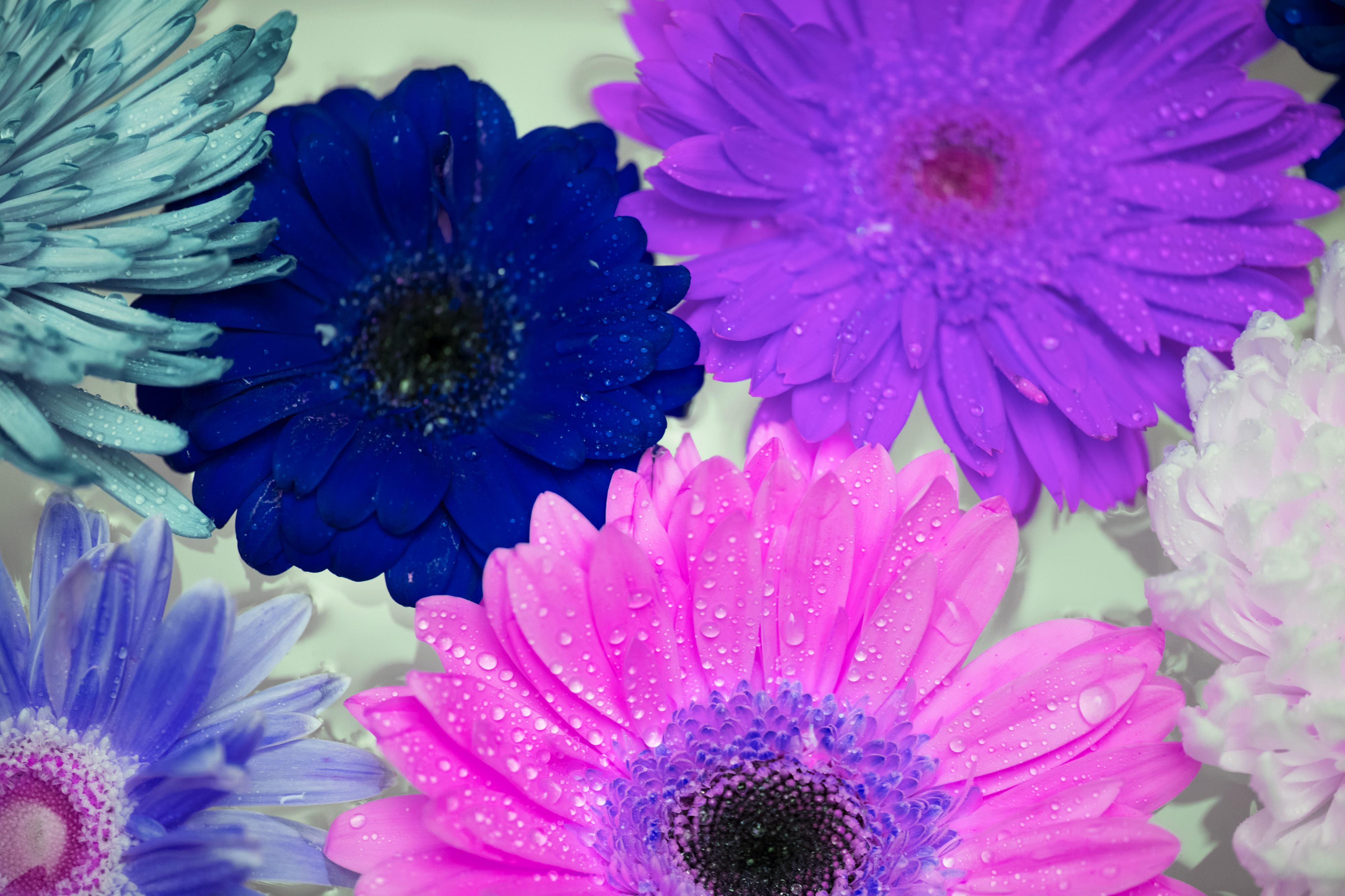 Bloemenmagazijn Johan — foto 3