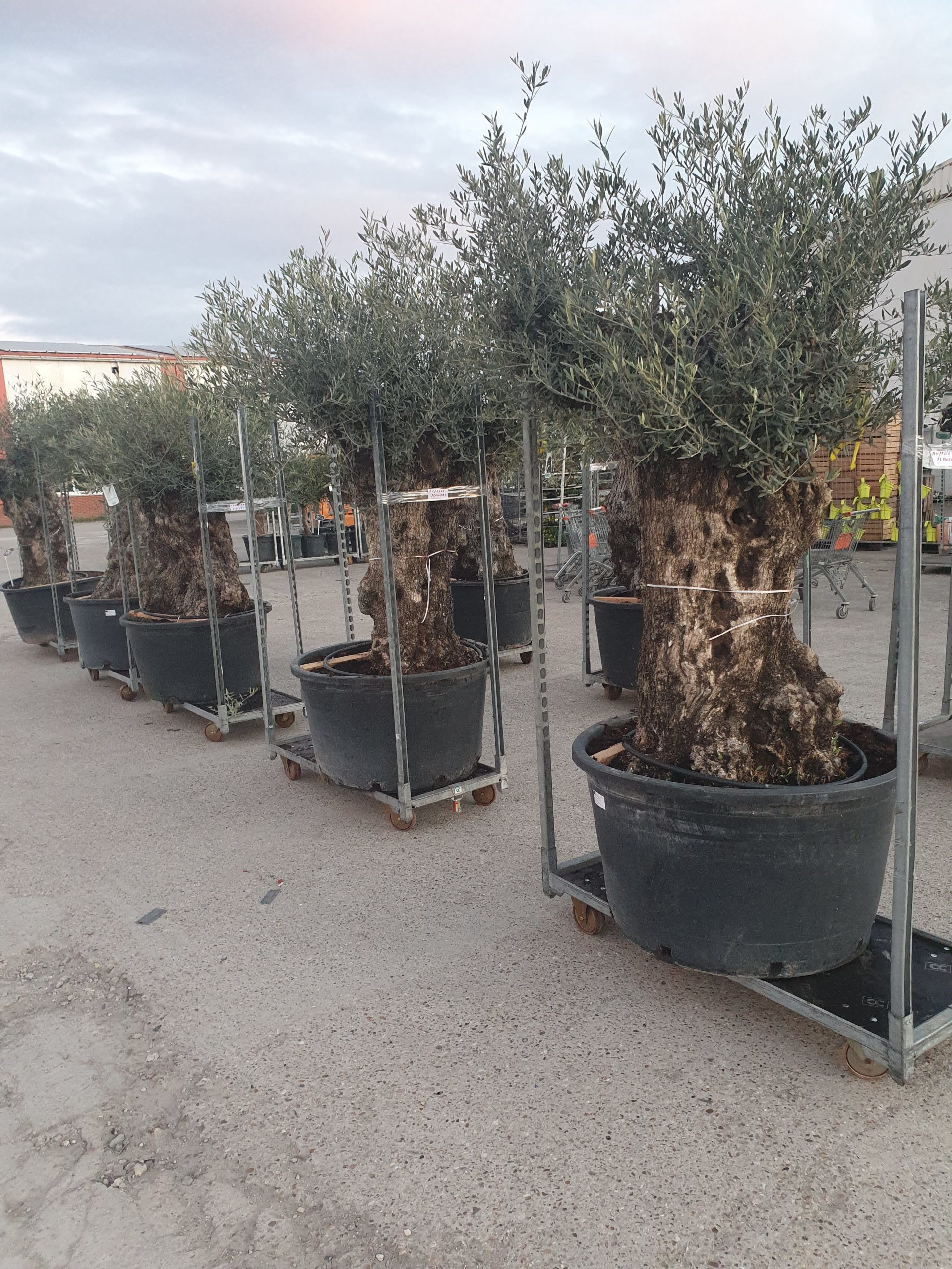 Auperlé Bloemen — photo 2