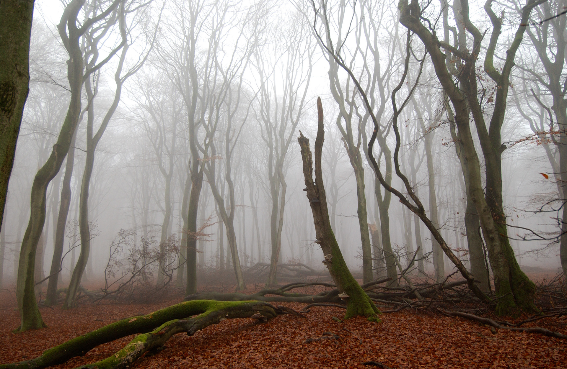 Fotografie van de Biezen — photo 4