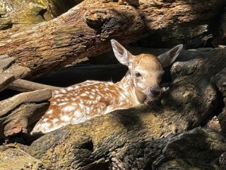 kasteelpark born — foto 2