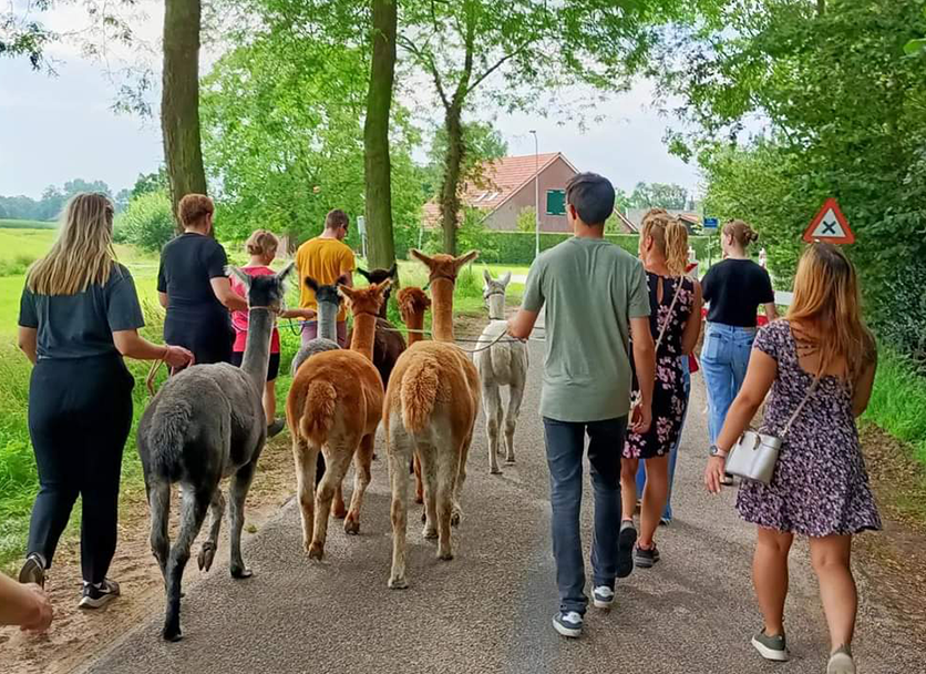 Alpacas in de Achterhoek — photo 2