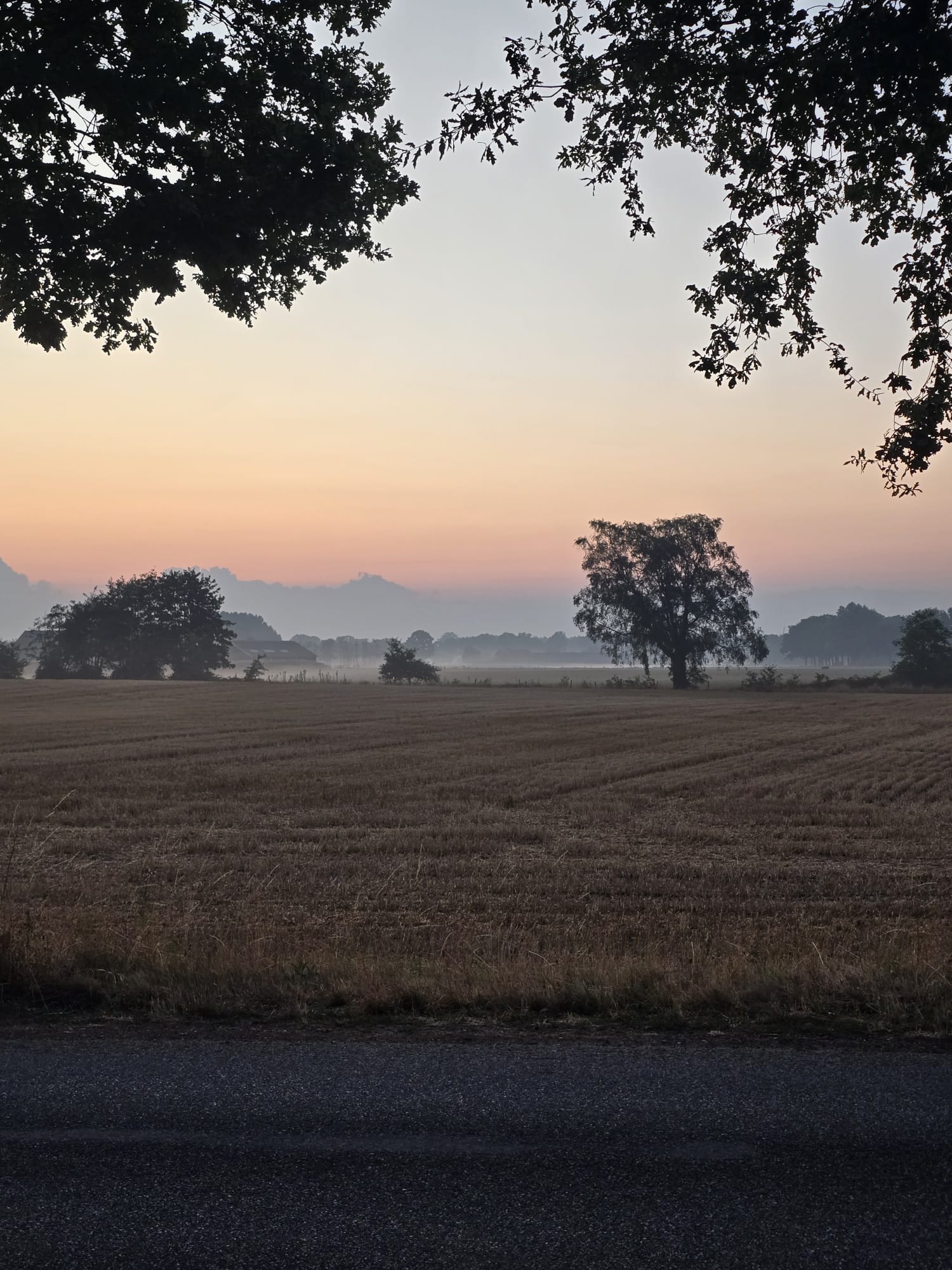 Alpacas in de Achterhoek — photo 3