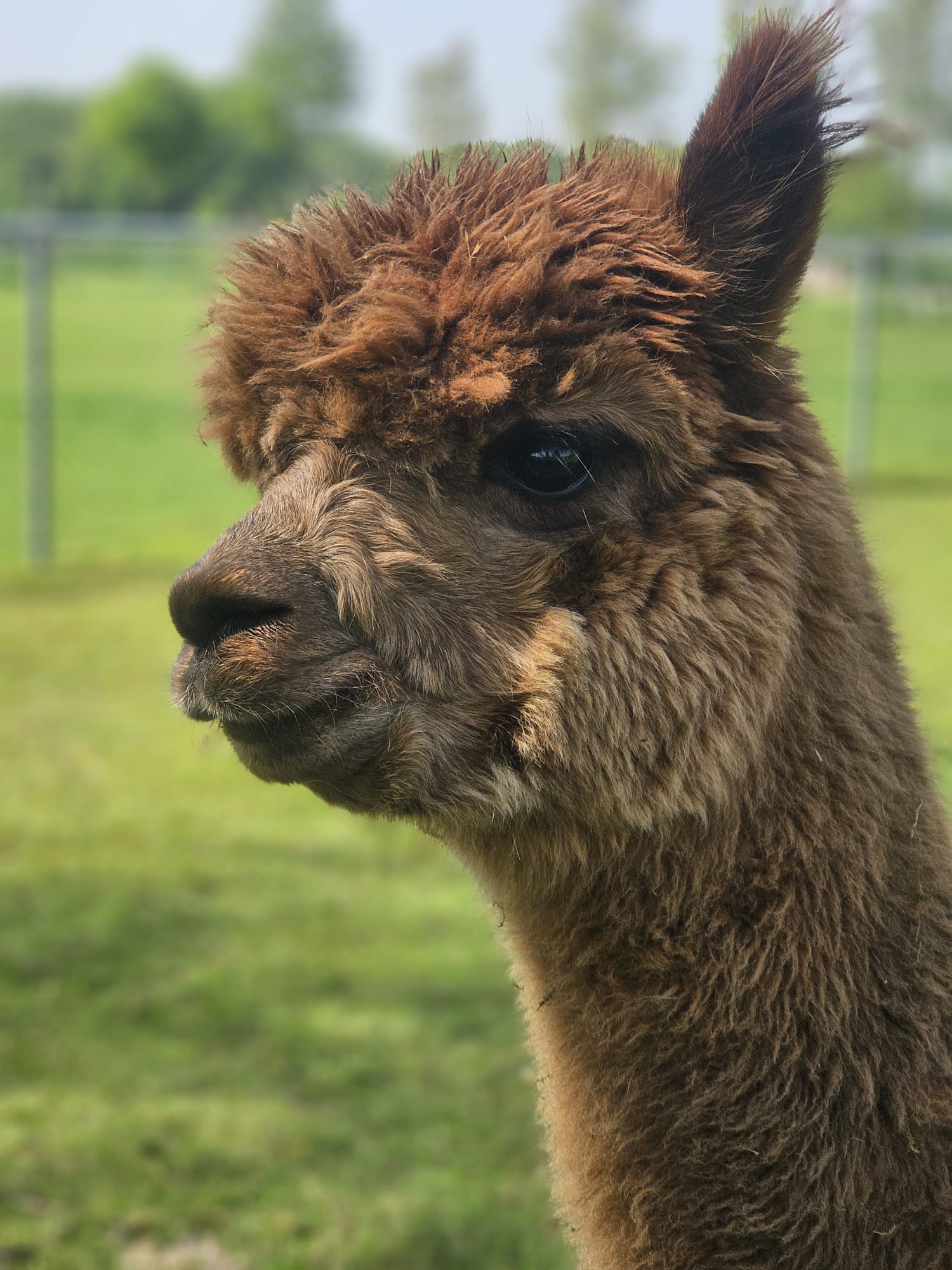 Alpacas in de Achterhoek — photo 5