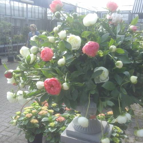 De Oude Proeftuin — photo 5