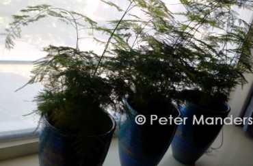 Peter Manders Bloemist — photo 4