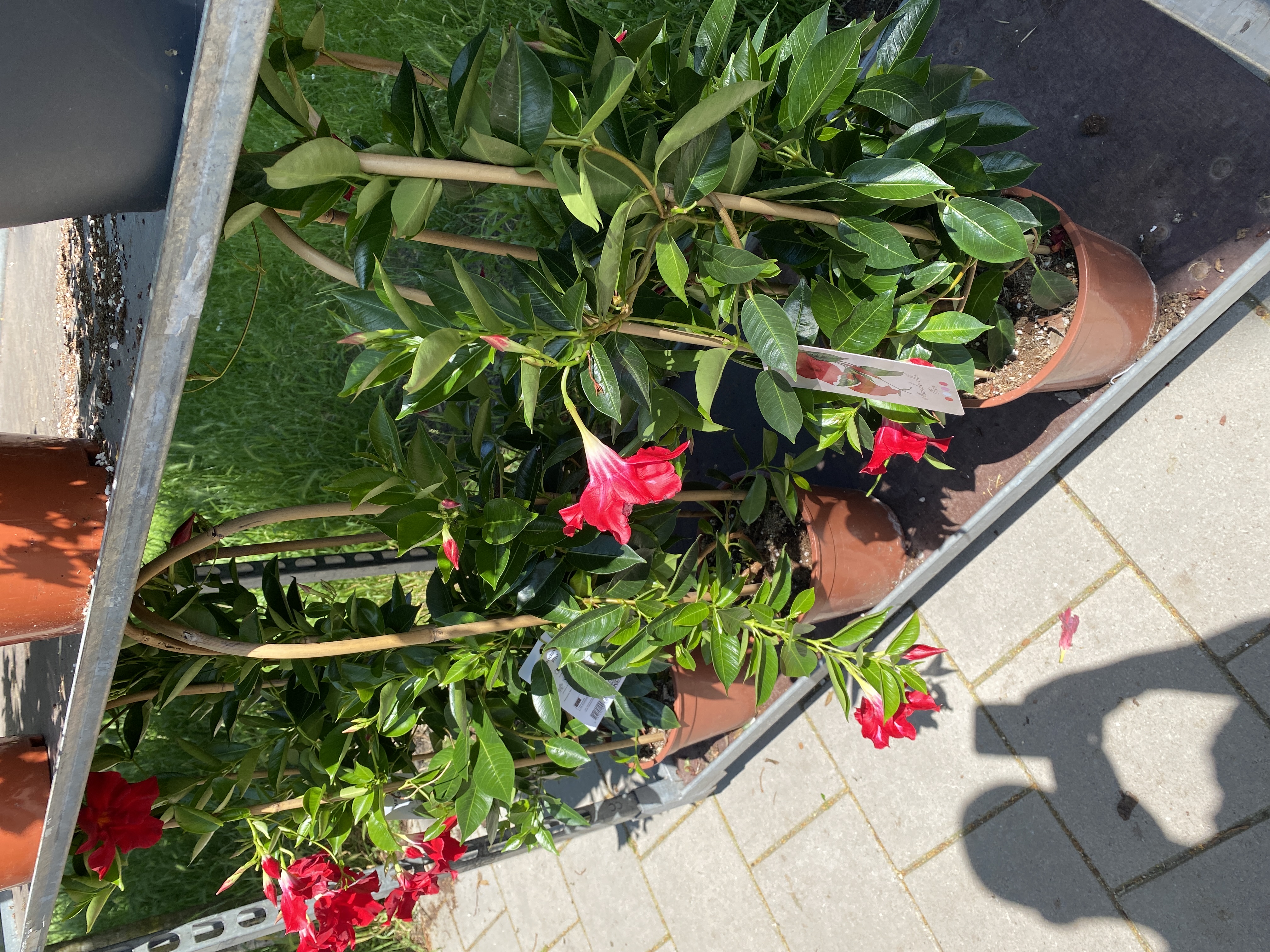 Bloemenwinkel Den Hommel — photo 5